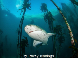 7 gill shark in the kelp forest by Tracey Jennings 